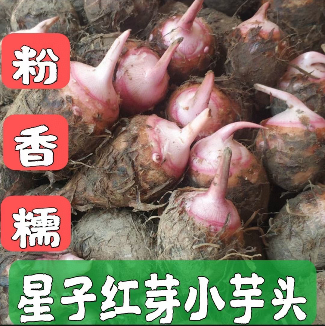 粤北山区连州高山红芽芋