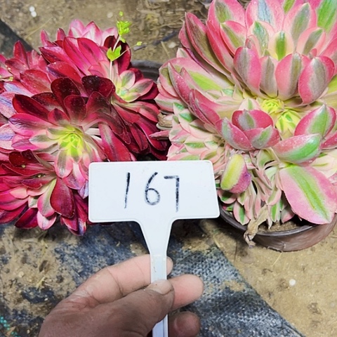 多肉植物组合2个