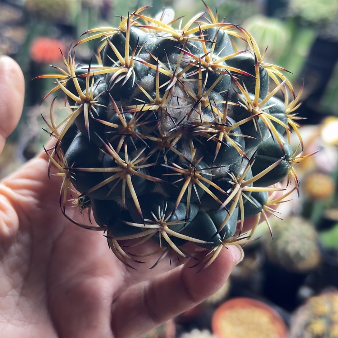 天司象牙实生仙人球1111111111