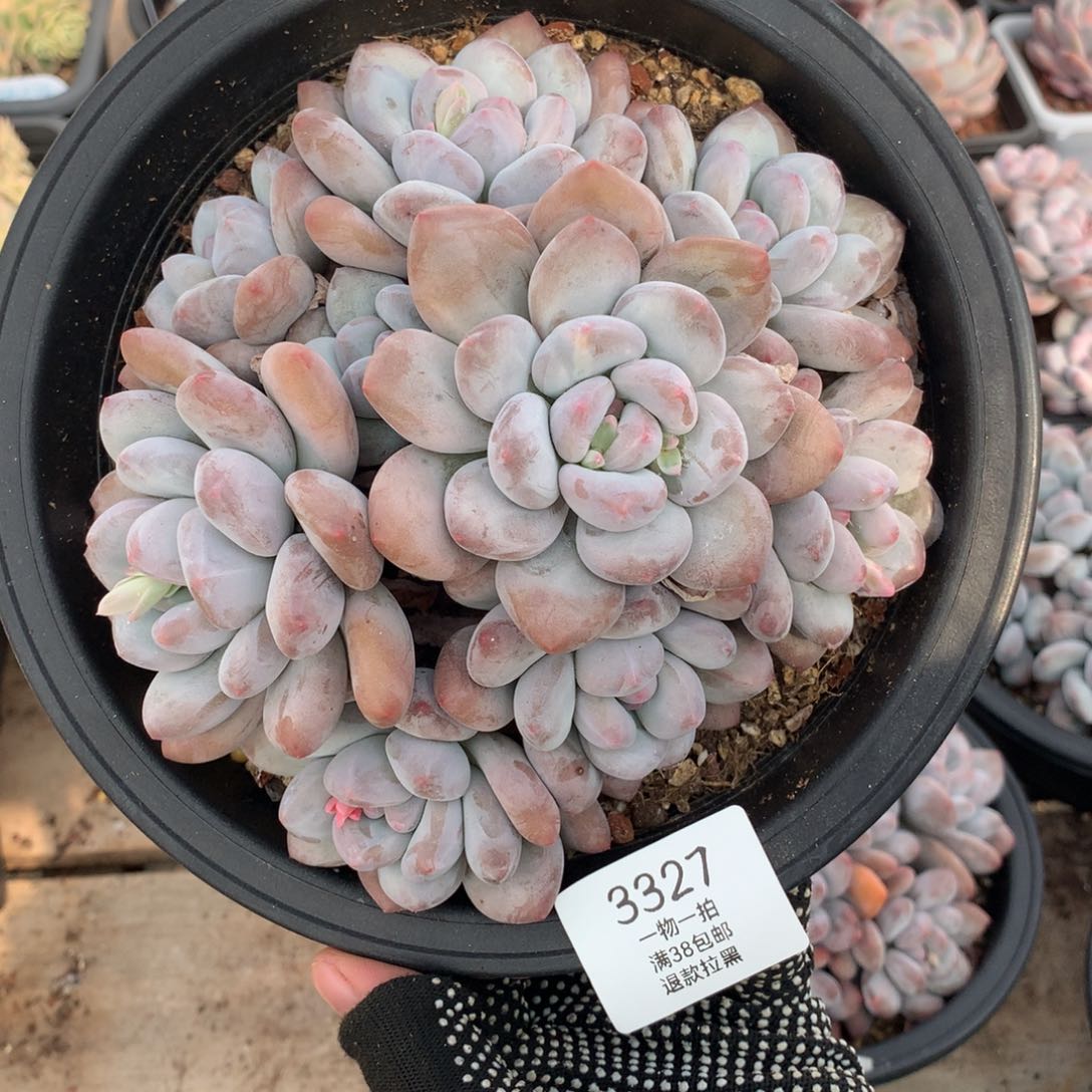 17.5厘米9头香水多肉3327