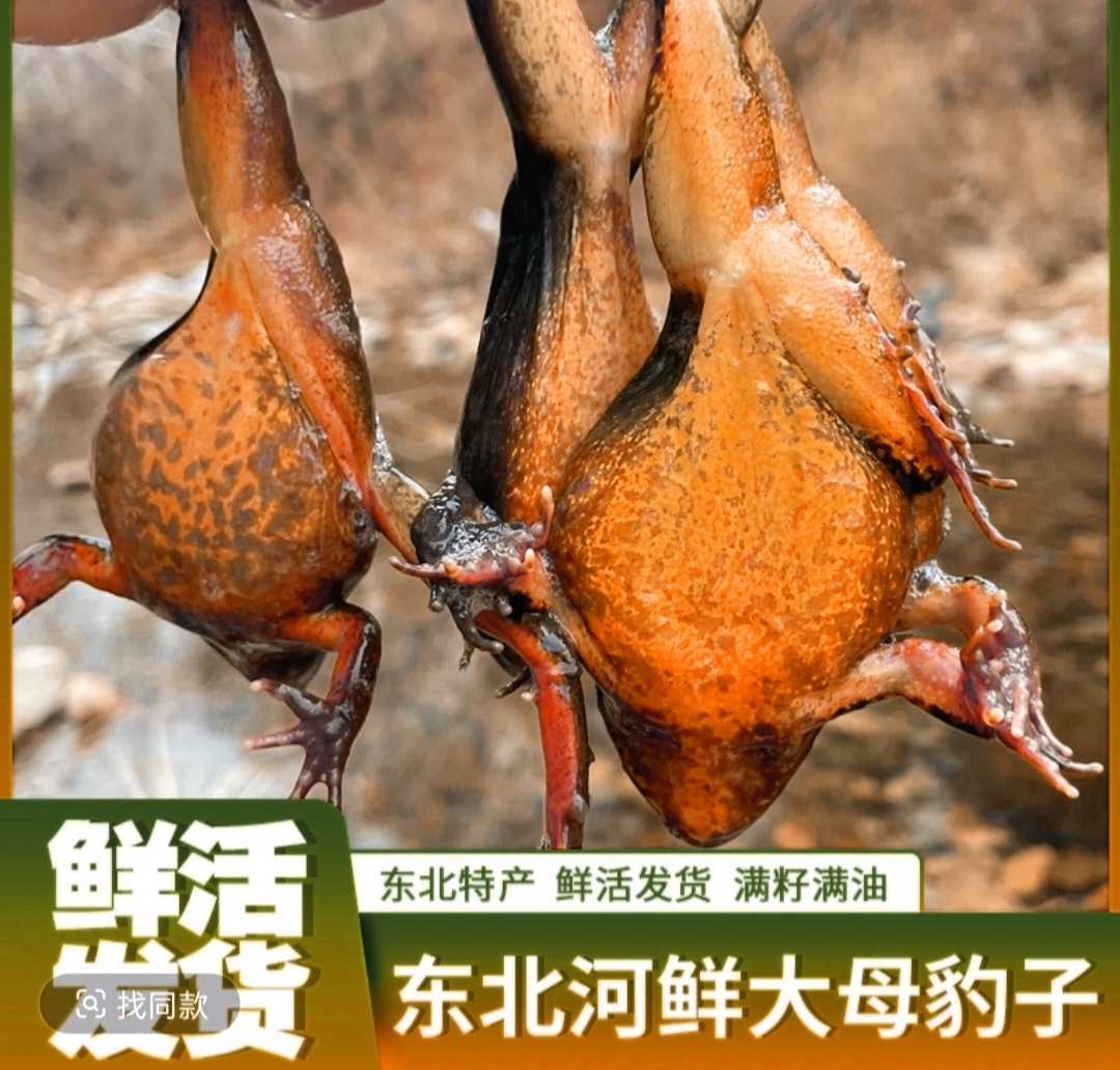 东北河鲜-鲜活母蛤-蛙肉冷水鱼类