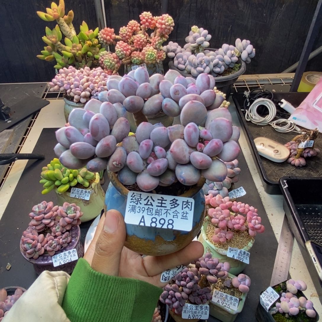 好**啊898仙子奶多肉8c m