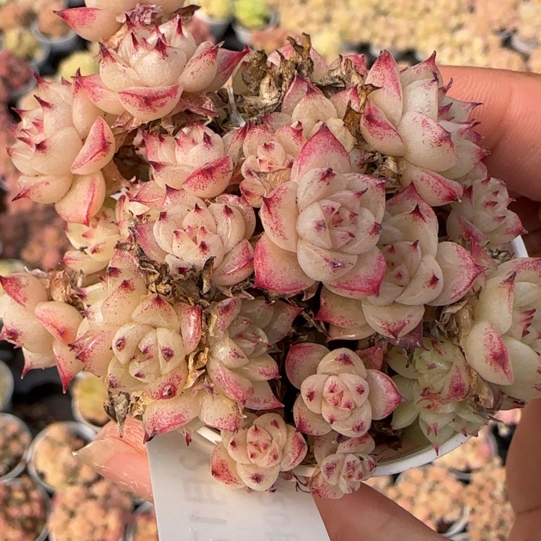 花语逸境0217-469