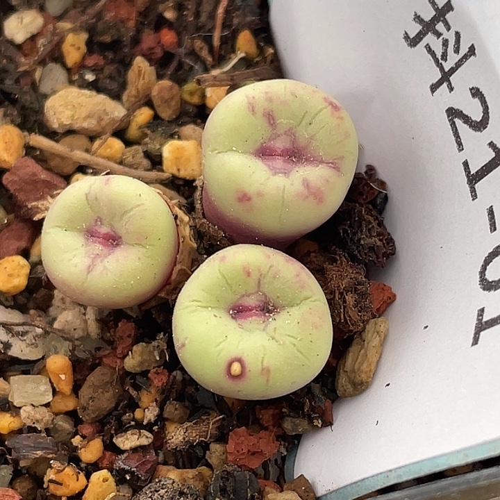 21-1嘴多肉植物肉锥