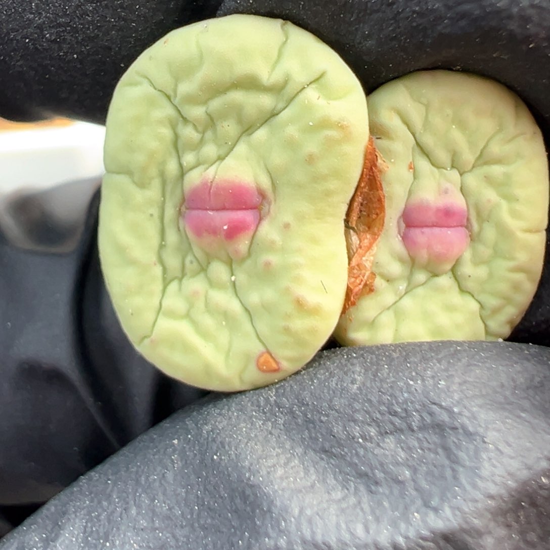 394号大型嘟嘟嘴福利。