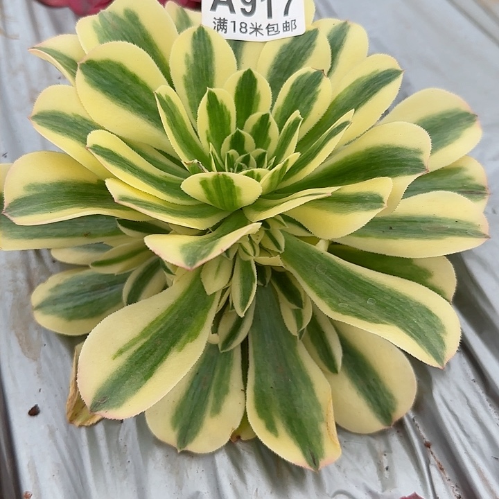 多肉法师迈巴赫顿