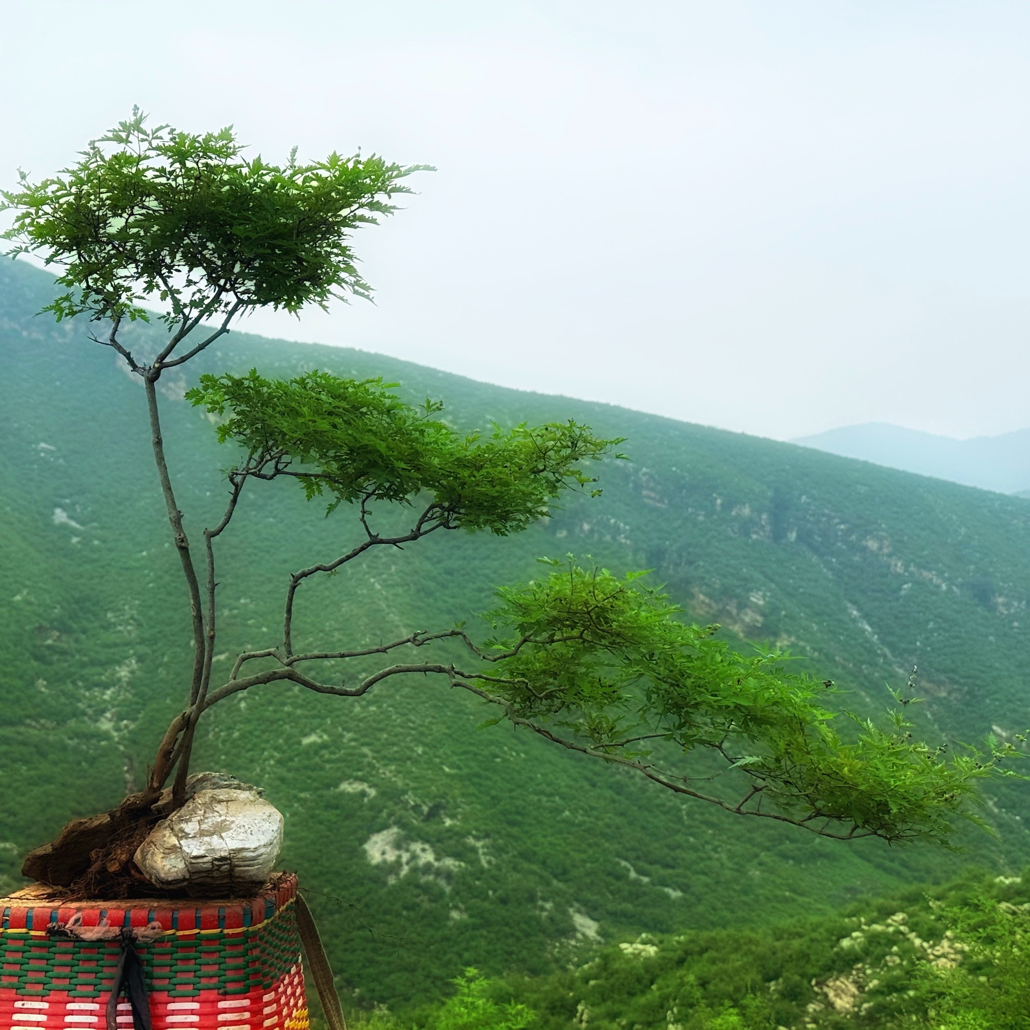 太行黄荆 盆景素材(直播间一物一拍）（私拍随机发货）