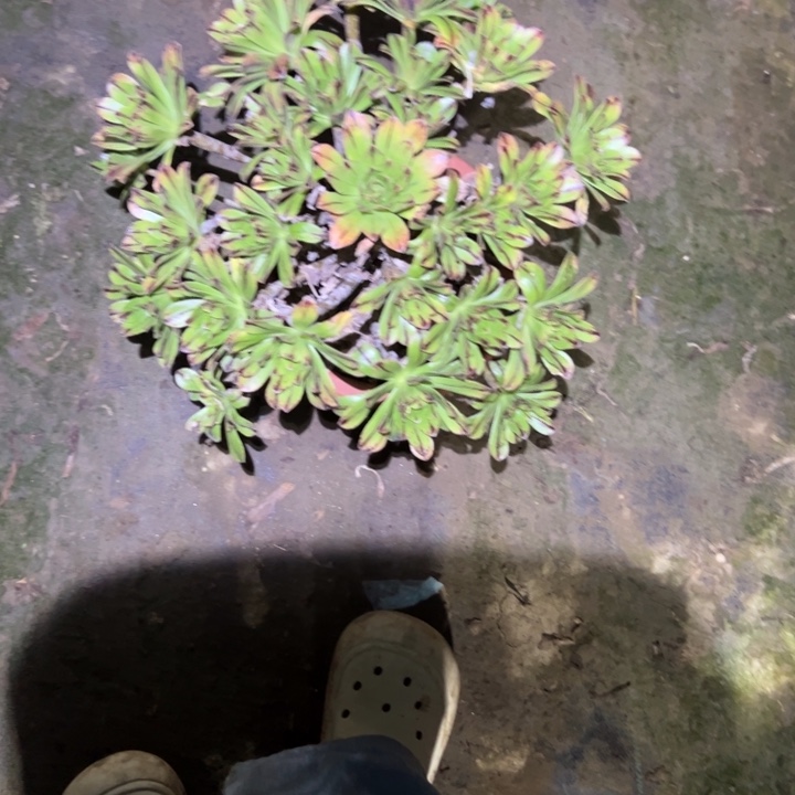 不包段枝一物一拍32