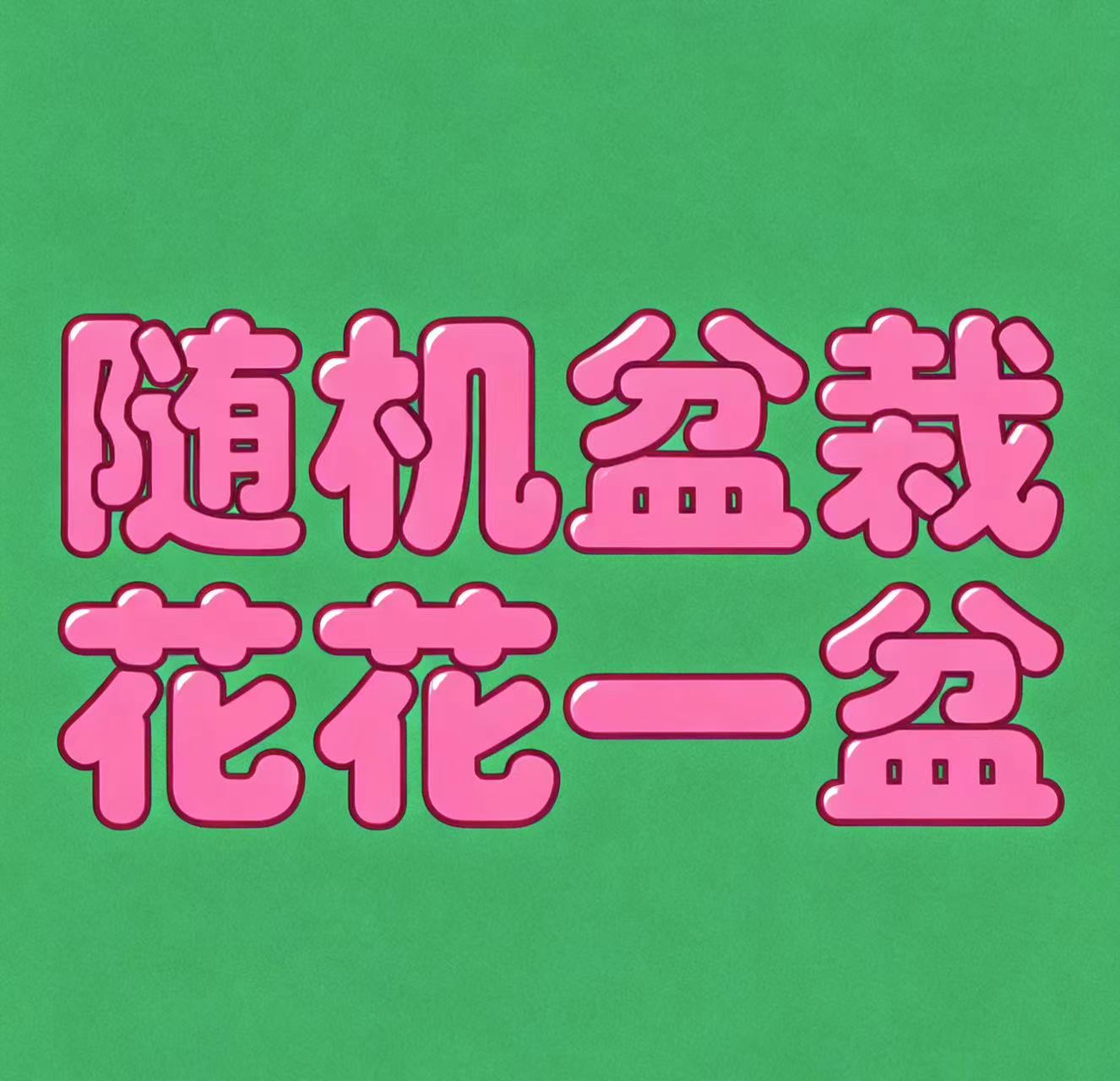 随机一盆在售盆栽花花多年生