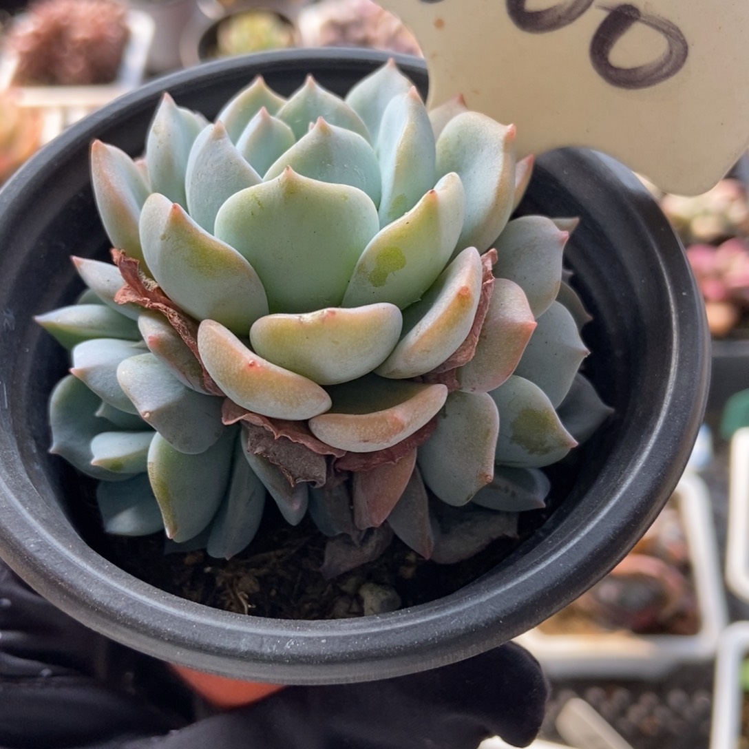 600白茶多肉植物保护