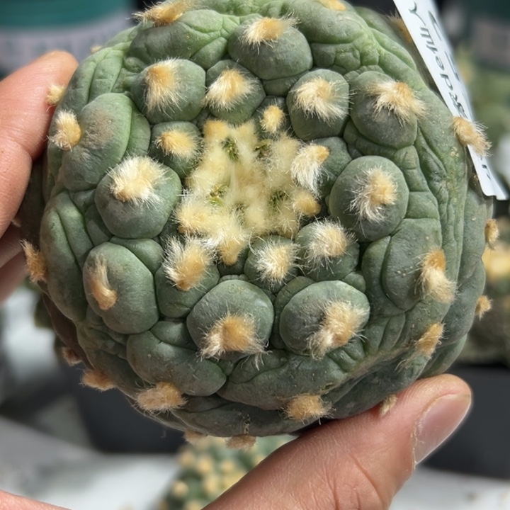 552可发货 可包发根