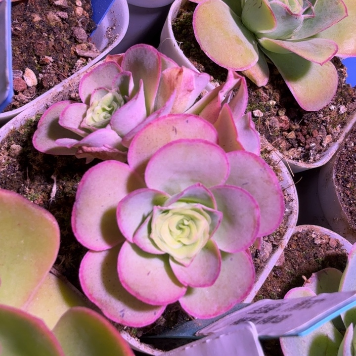 杨杨129  清欢  绝绝子