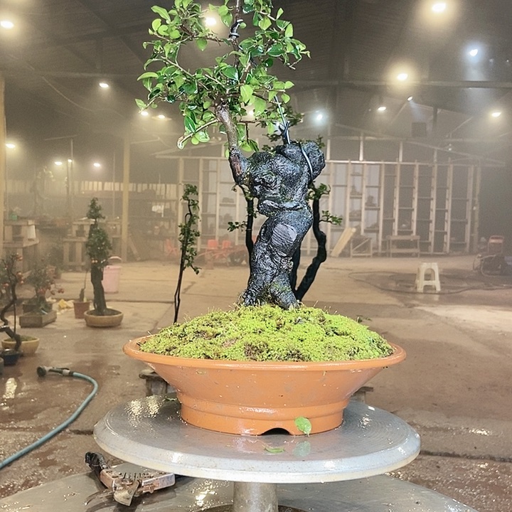 阿*我也想要这样一款面