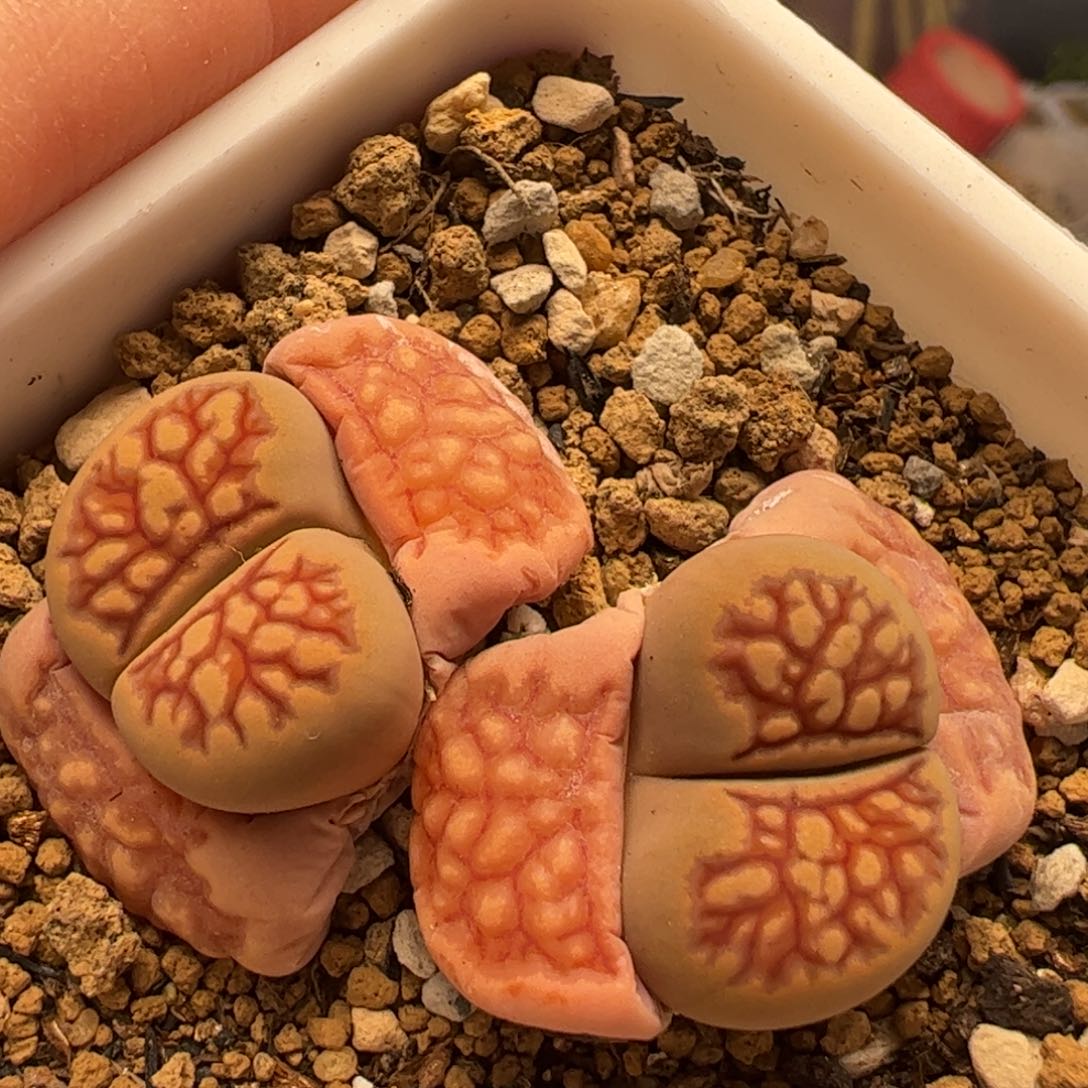 菊化石母本多肉植物百科