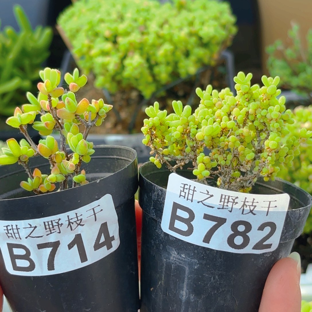 红陶又*?组合714和782。  