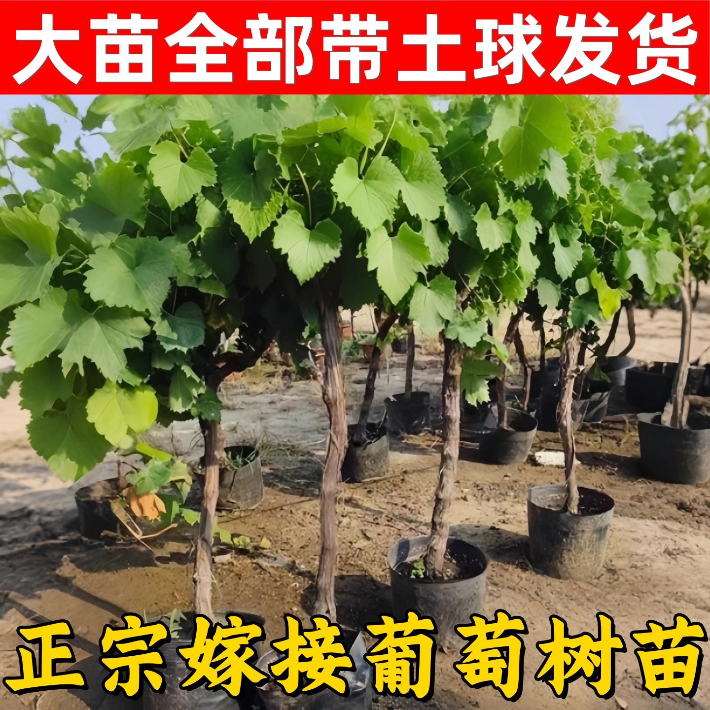 【五年苗】高产葡萄苗带原盆原土带叶南北方阳台庭院盆栽地栽种植