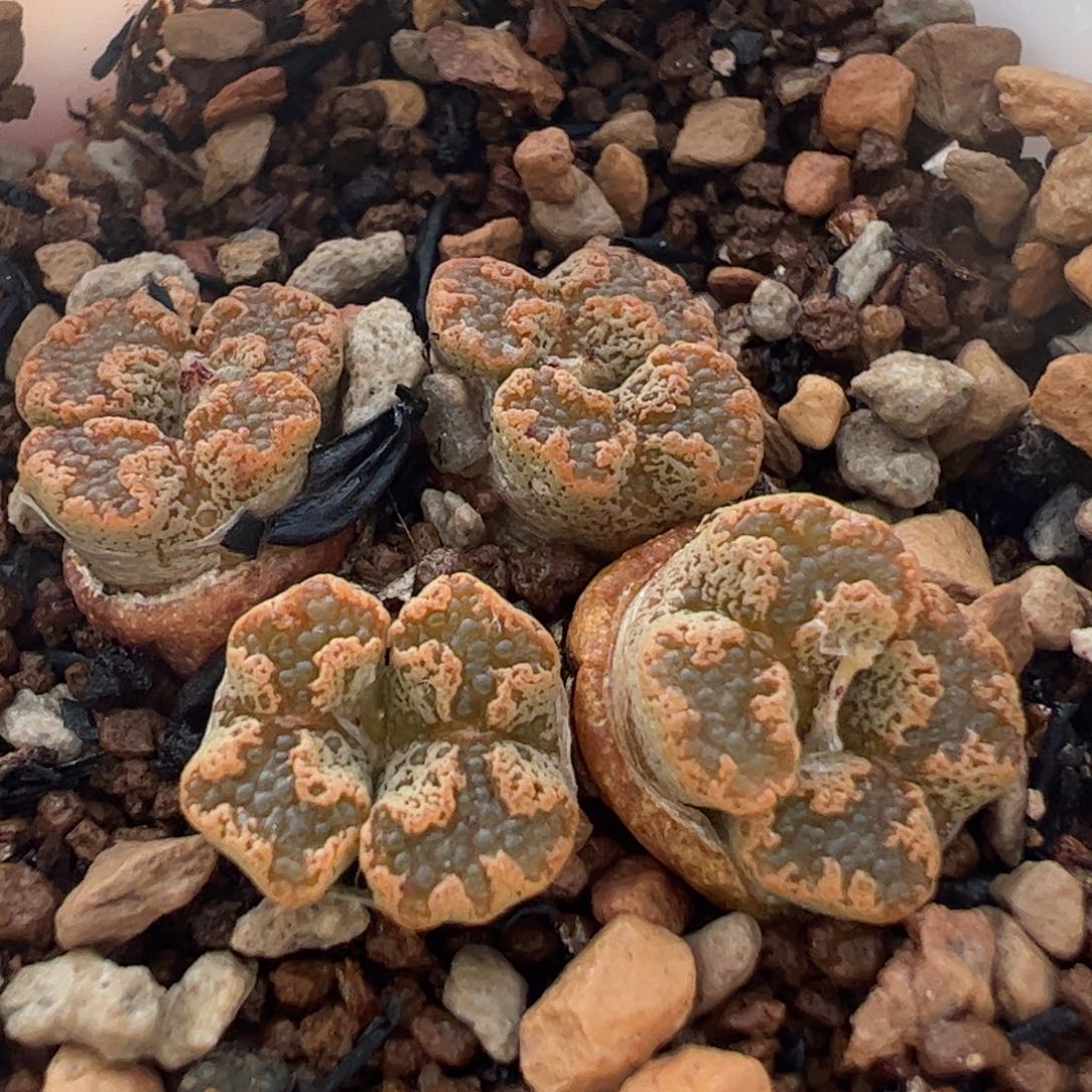 鱼子酱蝴蝶群多肉植物百科