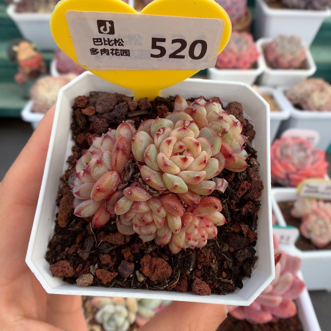 520五头粗桩白胖子多肉植物