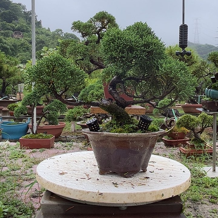 无花朵济州真柏带盆发货