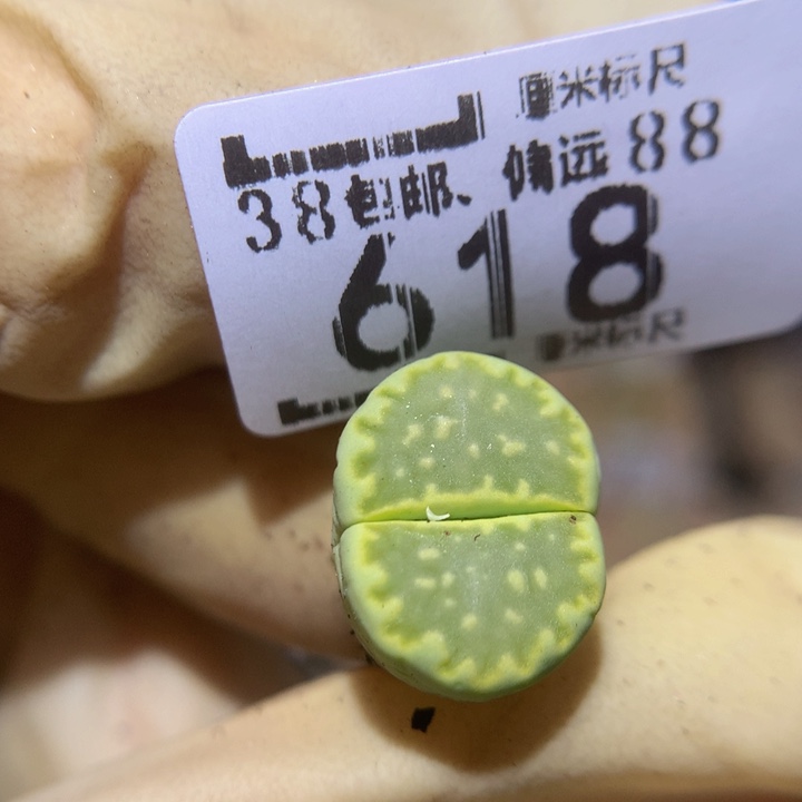 Sss爱你们哟羞618