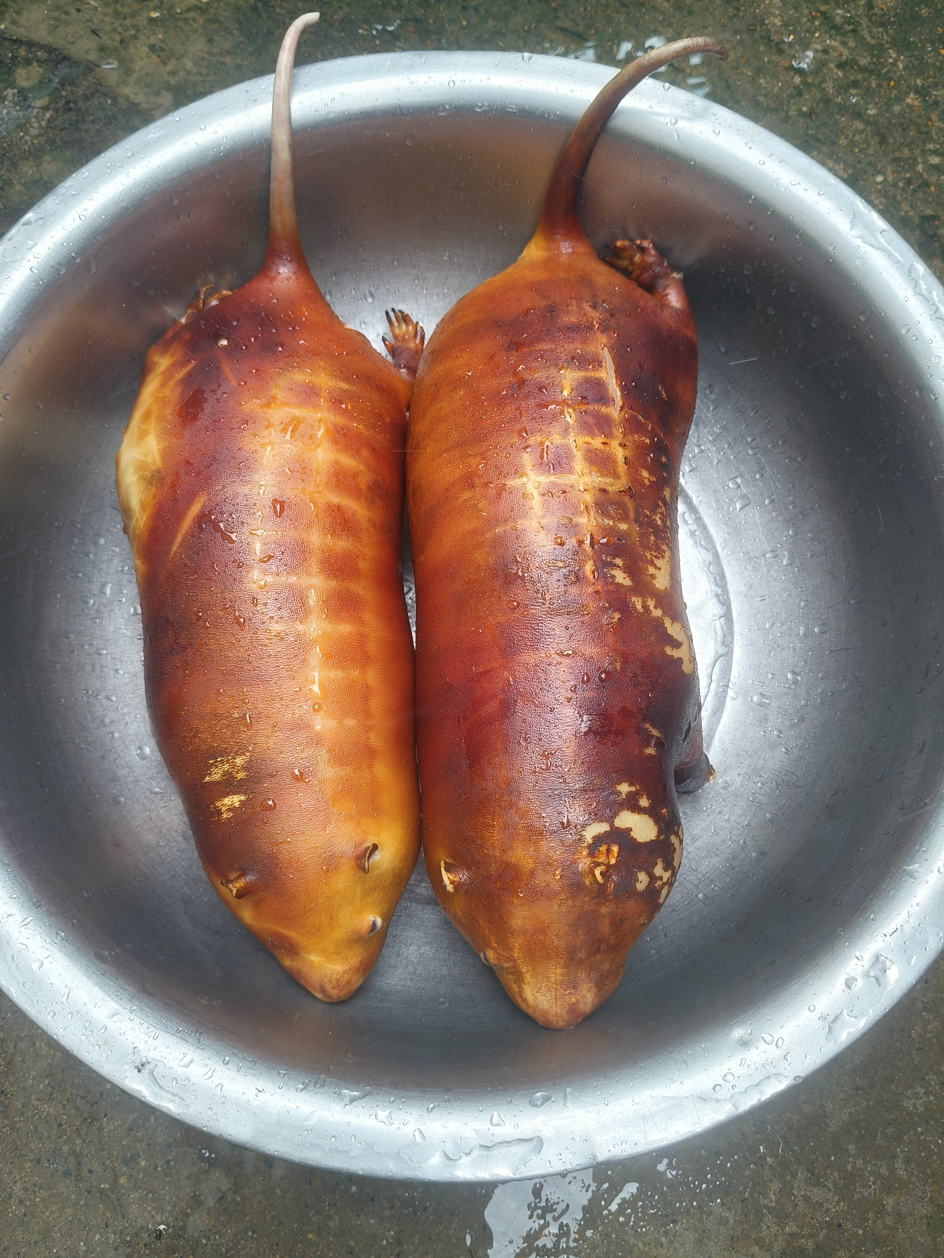 农家散养顺丰冷链包邮稻香精品竹子鼠顺丰包邮生鲜新鲜鲜活