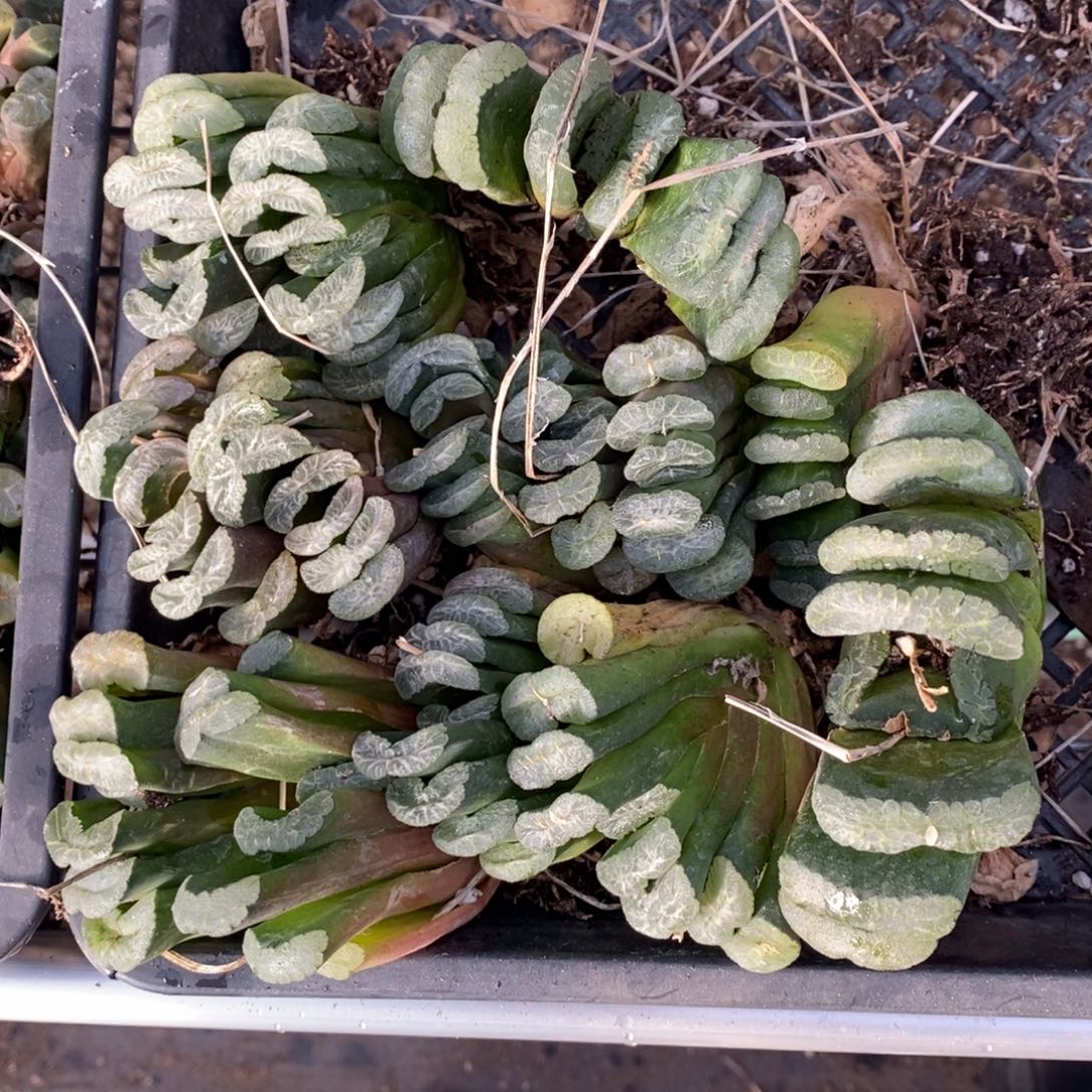 2629 一颗实生玉扇 元旦整点福利