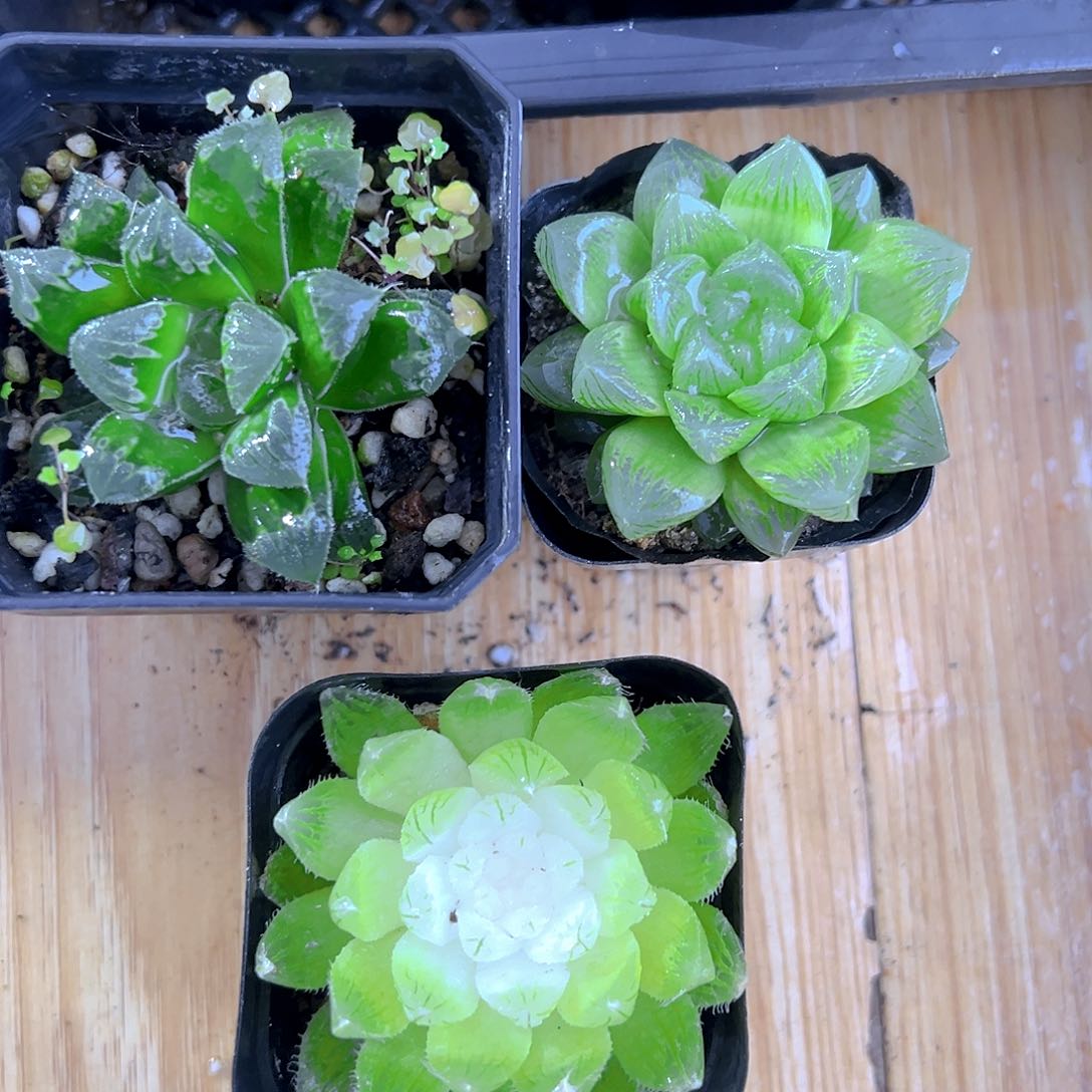 芷寿+雪花+白莲花