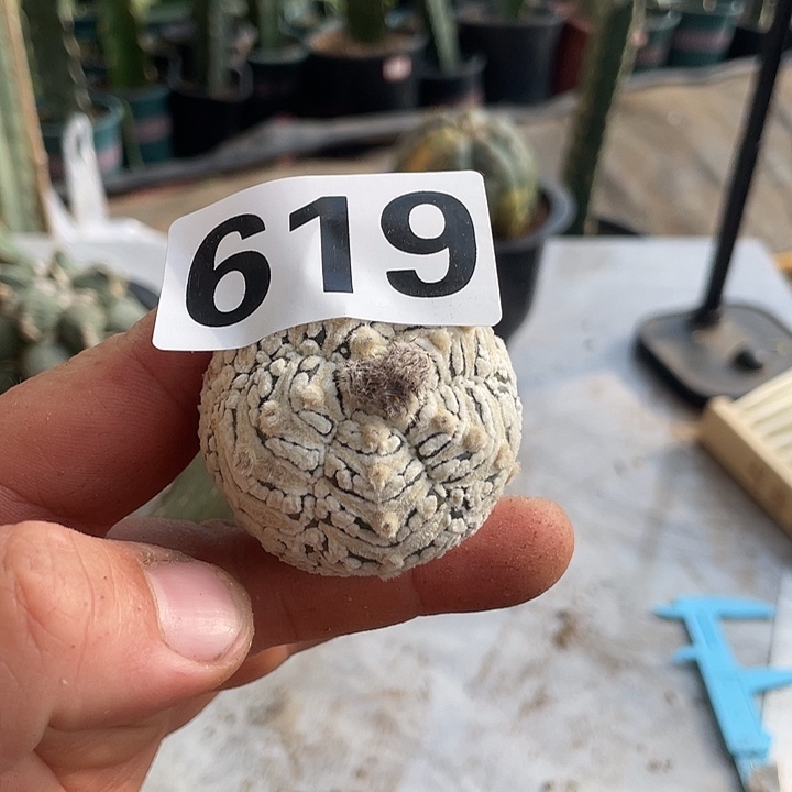 完全开放619v兜一个