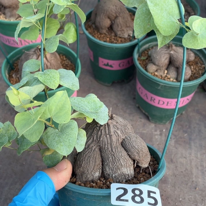 285象足龟甲龙块根