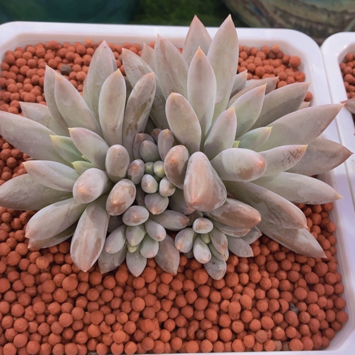 多肉乐园歌特萝莉