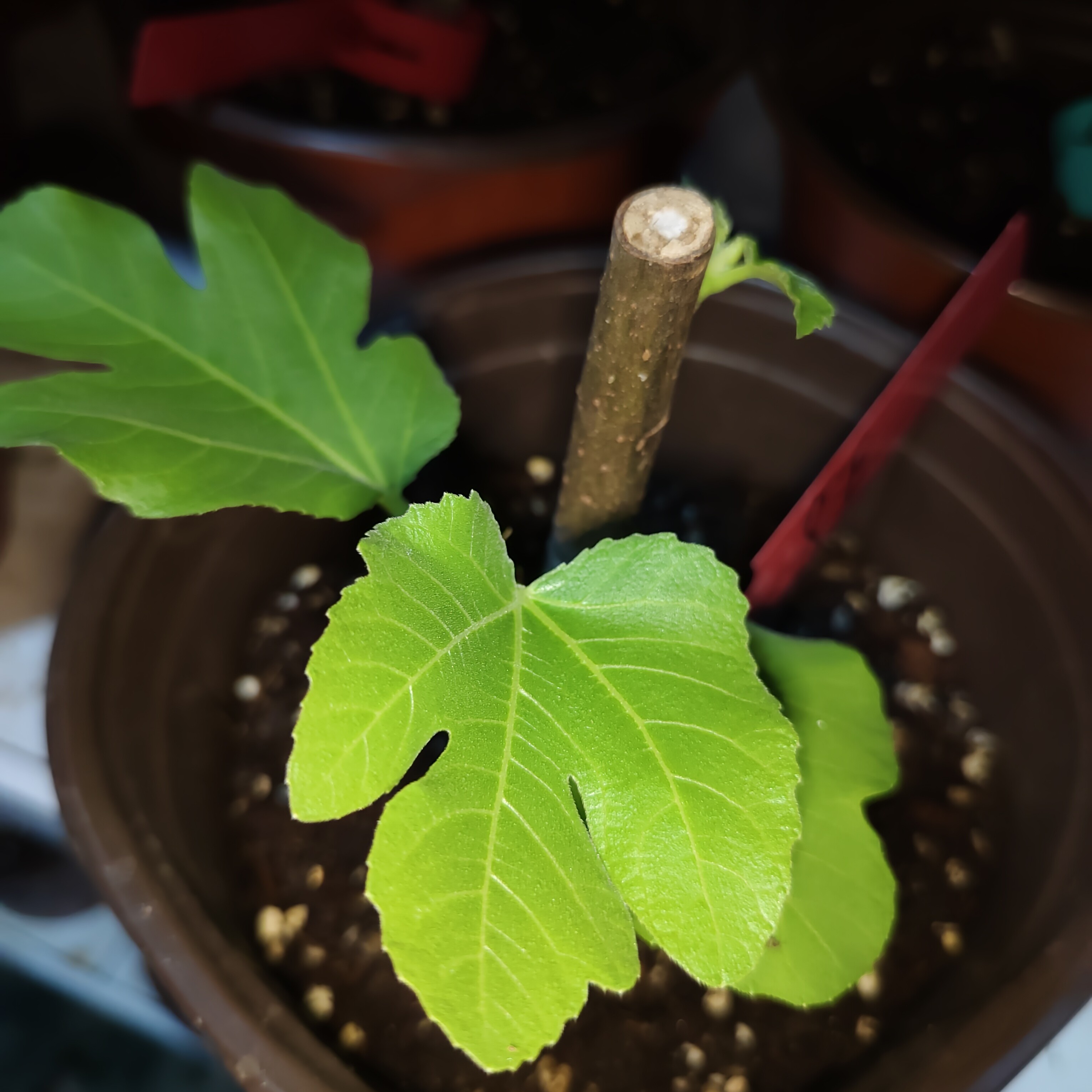 女王无花果，高压包嫁苗，已展叶。原盆原土发货，不包换盆。