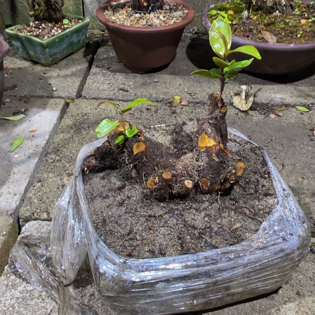 当前无花朵，栽培后可花朵