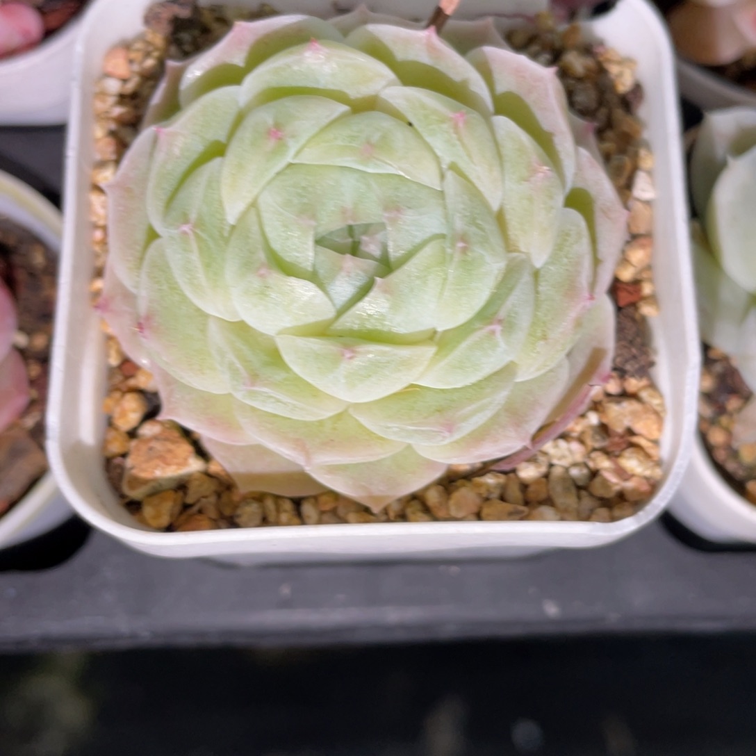 Z2045包子女王精品