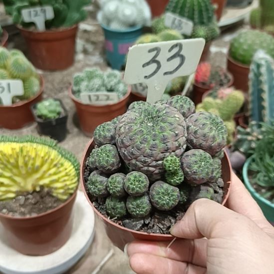 当前无花朵，栽培后可花朵紫丽丸   18元