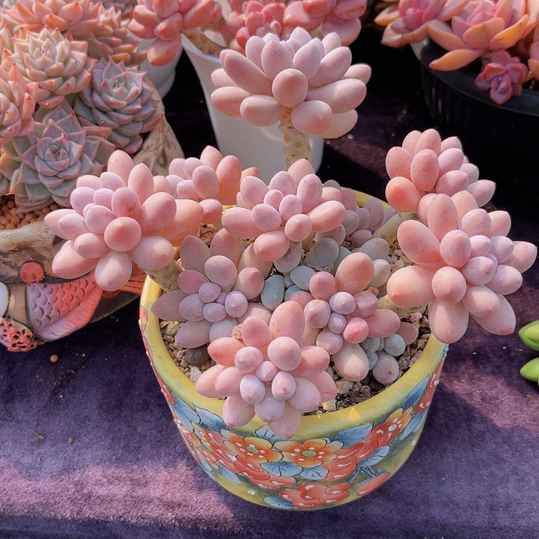 汤圆老桩多肉植物