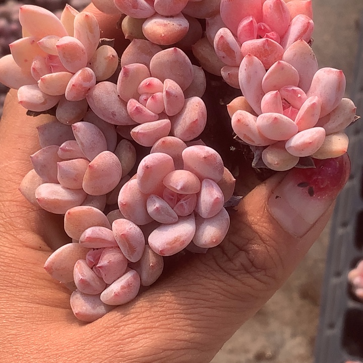 樱花奶10颗。（满9.99包邮不满9.99发叶子）