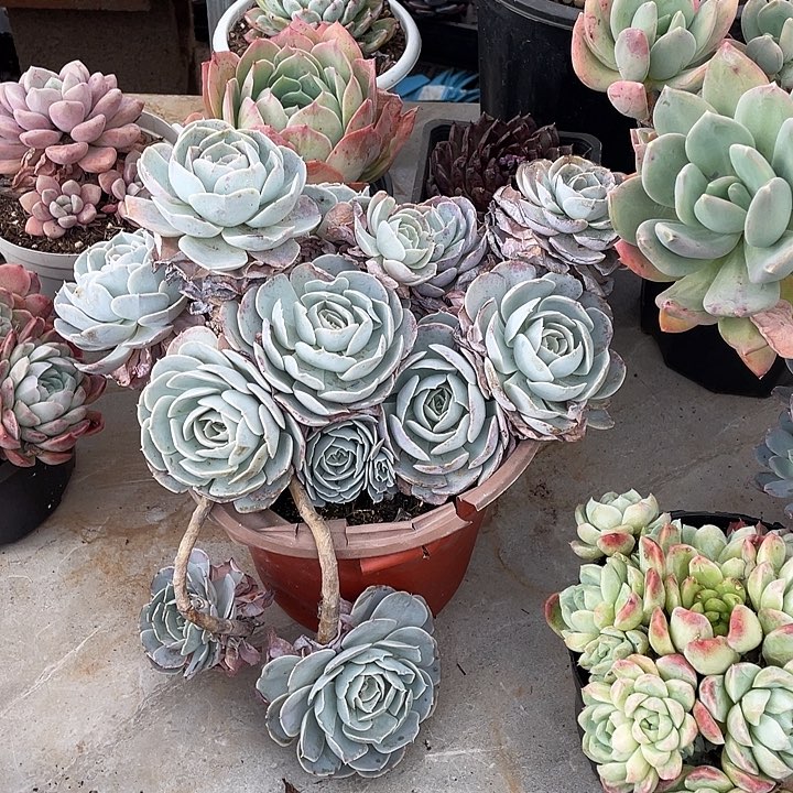 陌***绵圣卡洛斯多肉植物