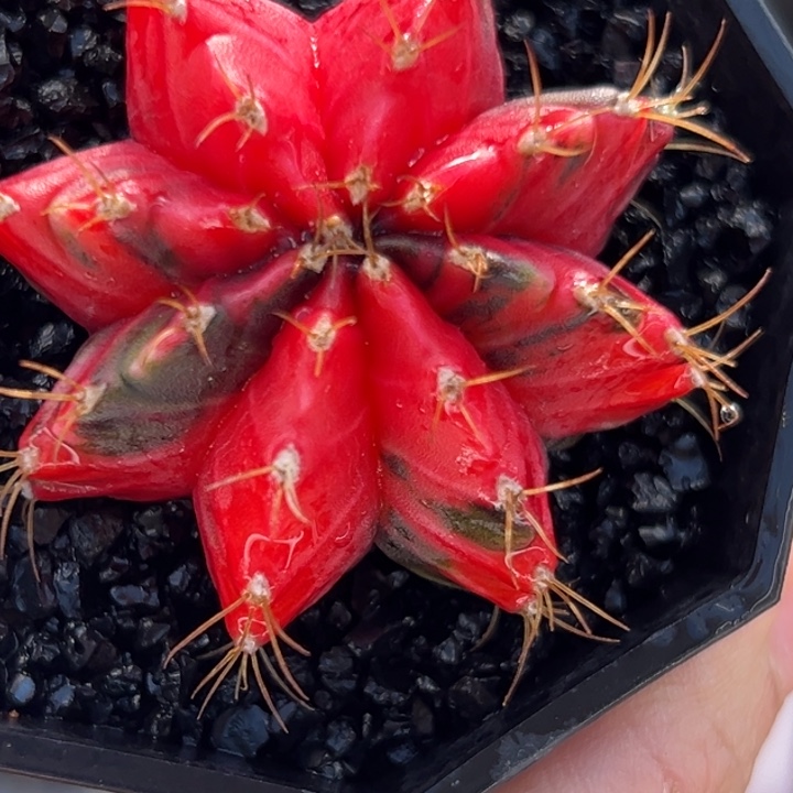 泰国米哈仙人球18