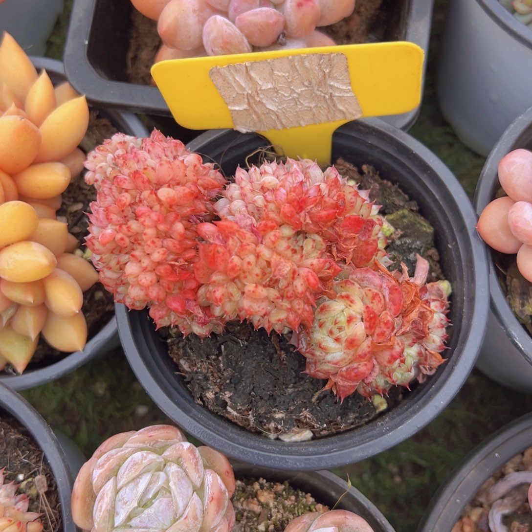 香玉的故事是一个人的故事