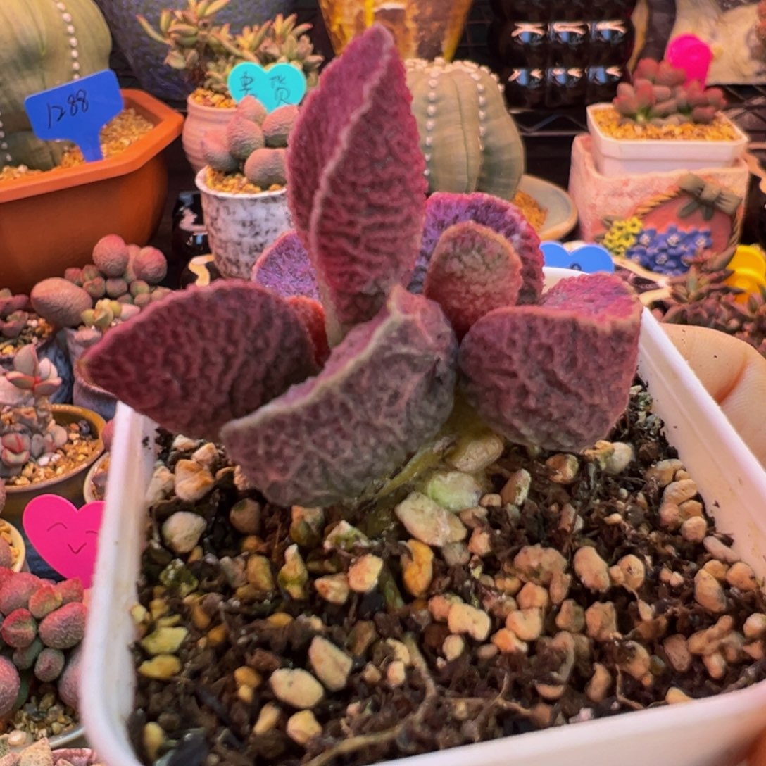 一物一拍，感谢支持