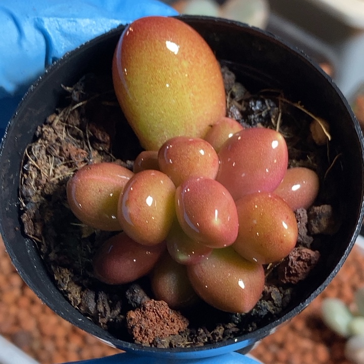 小****?潘朵拉锦多肉植物