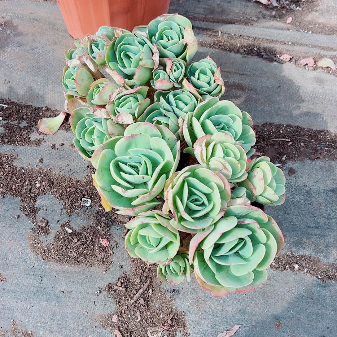 鸡蛋碧桃多头造型精品