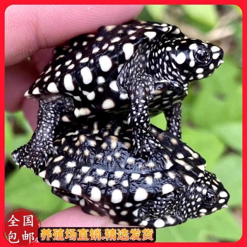 斑点龟，斑点池龟，满天星黑池龟。可深水养殖