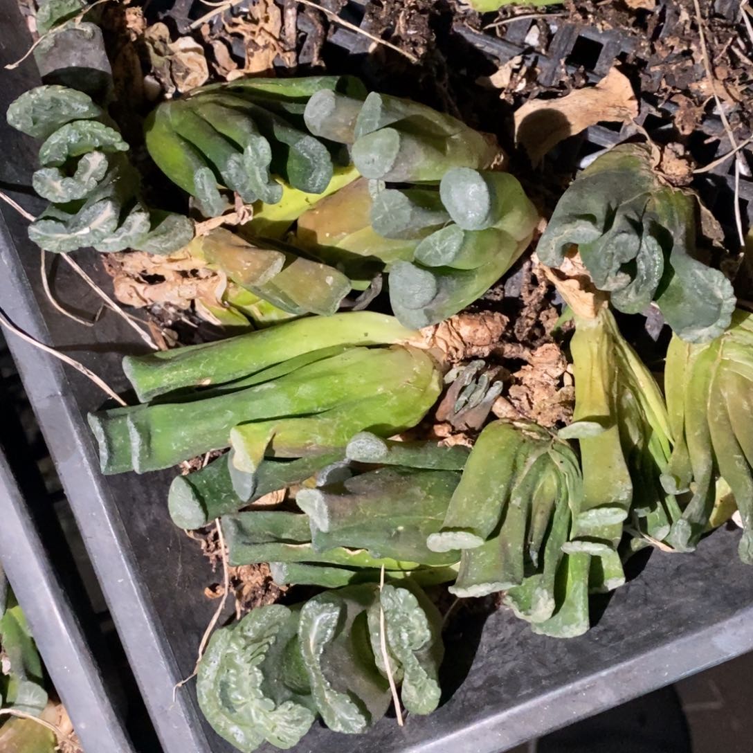 2911 一颗实生玉扇 元旦福利