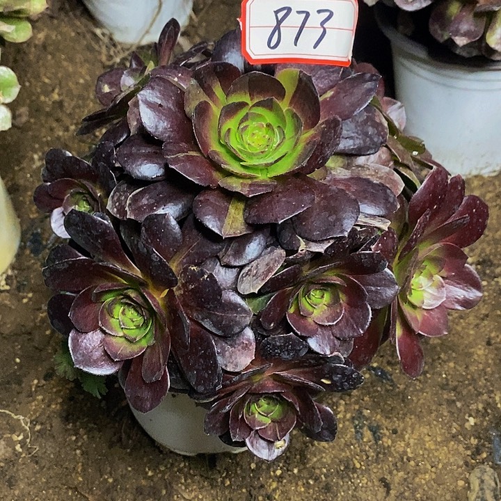 万黑牡丹老桩捧花873号