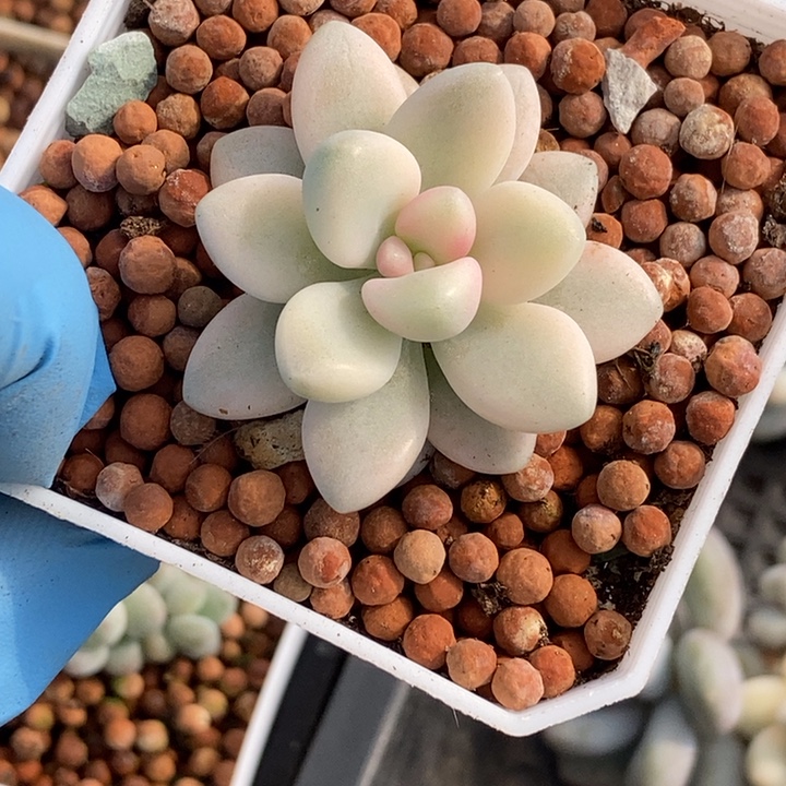 艾伦锦多肉植物多肉