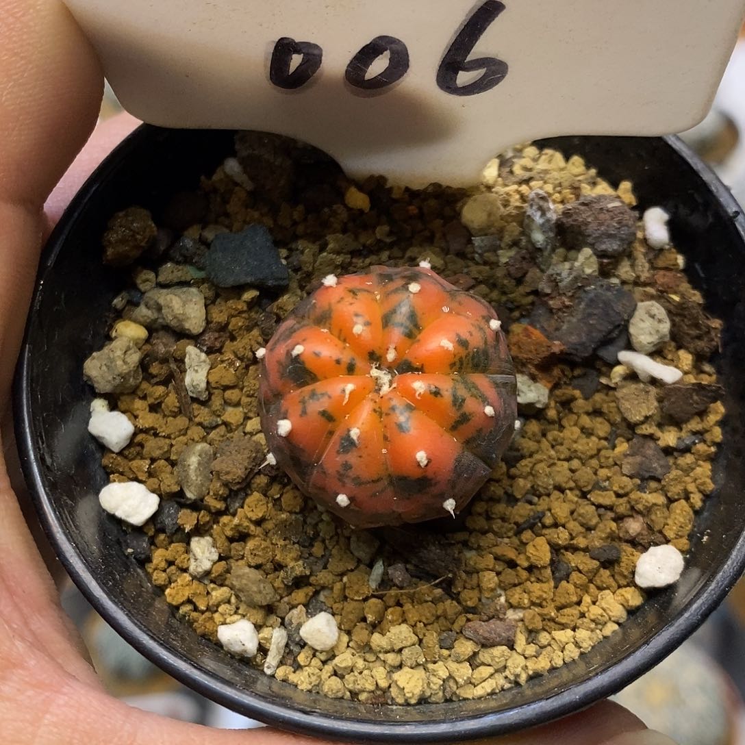 006特价咯福利特价啦