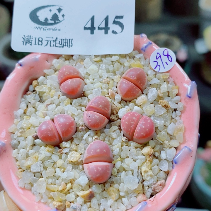 生石花花花花花445