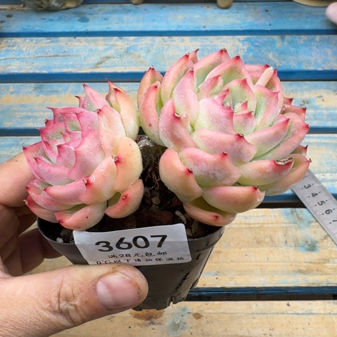 3607侧影双头11cm