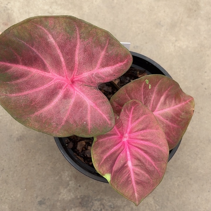 j*y36-0303彩叶芋广东现货